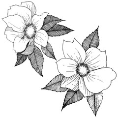 Fototapeta premium Wild rose in a vector style isolated. Full name of the plant: rose. Vector flower for background, texture, wrapper pattern, frame or border.