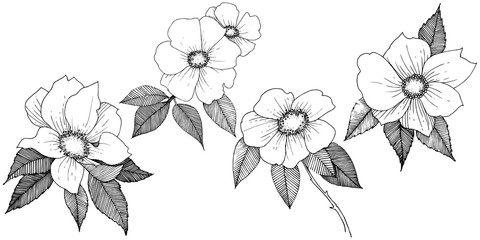 Wild rose in a vector style isolated. Full name of the plant: rose. Vector flower for background, texture, wrapper pattern, frame or border.