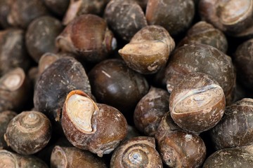 Fresh shells at street food