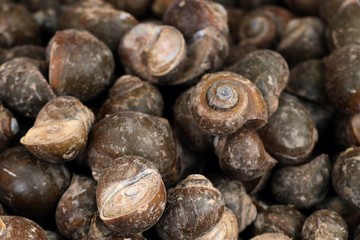 Fresh shells at street food