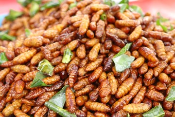 Fried Insect at street food