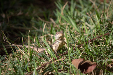 Lagarto Teiu