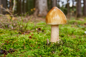 Amanita umbrinolutea in the natural environment.