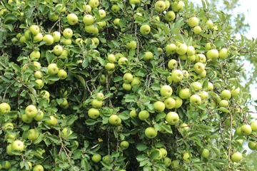 Fototapeten Äpfel am Apfelbaum © emieldelange