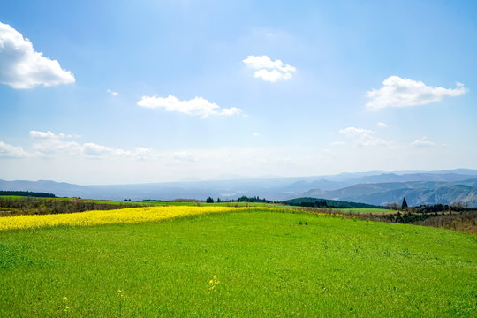 菜の花　亀石峠