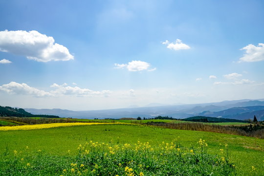 菜の花　亀石峠