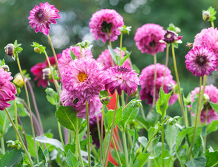 Fototapeta premium asteraceae dahlia cultorum mask pink and purple large flowers asters with a yellow core in full bloom against the background of green trees, many flowers and buds, summer,growing in the garden,
