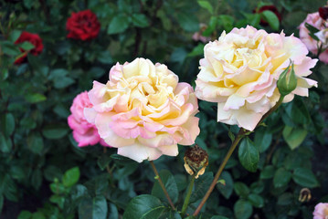 Soft pastel yellow-pink roses blooming  on green bush, soft blurry bokeh background