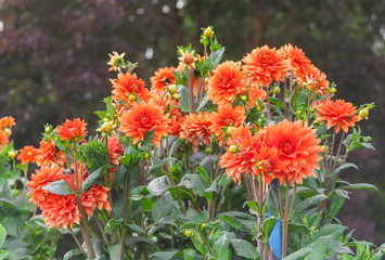asteraceae dahlia cultorum grade mrs. Eileen profuse and showy vibrant orange flowers set against the lush green foliage, bush grows in the garden, is lit by sunlight, summer or early autumn