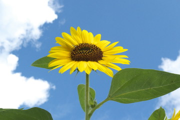 ひまわりと青空と白い雲 - Sunflower with blue sky background