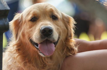 portrait of a golden retriever sits near the legs of a girl, summer day, open mouth