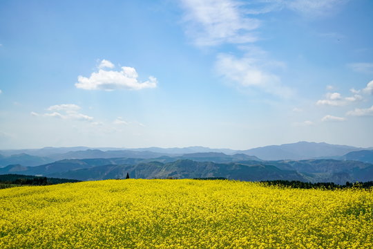 菜の花　亀石峠