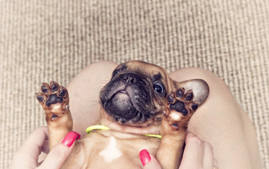 puppy of a French bulldog lying on his back, top view
