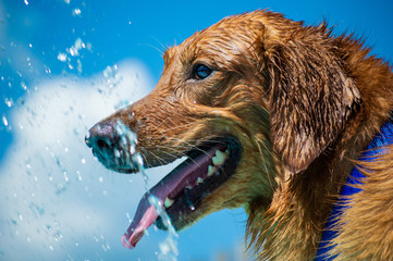 Pretty Orange Dog Enjoying the Water
