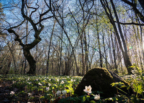 Wood anemone field