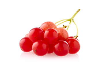 Viburnum isolated on white background