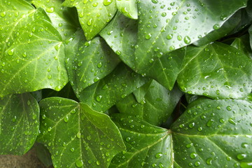 雨に濡れた緑の葉 - Green leaves in the rain