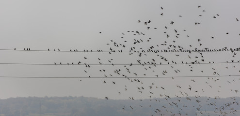 flock of birds on the wire 
