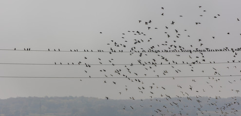 flock of birds on the wire 