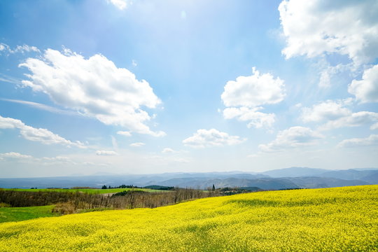菜の花　亀石峠