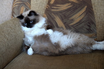 Cat on chair waiting cognac