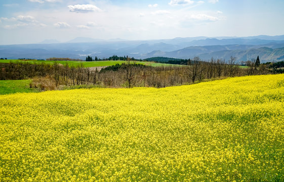 菜の花　亀石峠