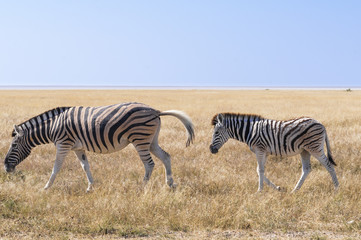 Obraz na płótnie Canvas Group of zebras / Zebras in Etosha National Park, Namibia.