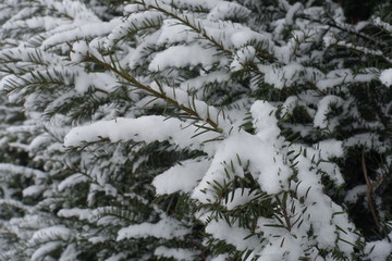 Closeup of yew branch covered with snow
