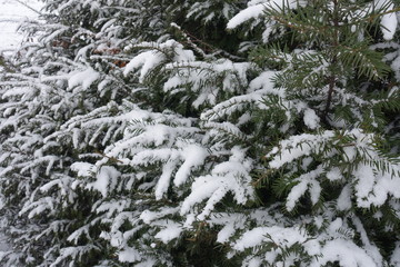 Evergreen foliage of yew covered with snow in winter