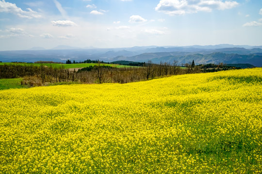 菜の花　亀石峠