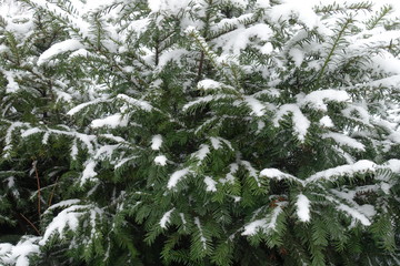 Leafage of yew covered with snow in winter