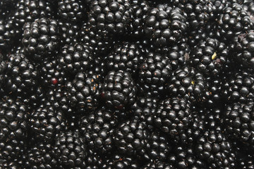 Blackberry background closeup 