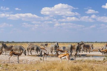 Fototapeta na wymiar Group of animals at a water hole / Group of zebras and springboks at a waterhole in Etosha National Park.
