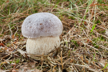 Boletus edulis. Fungus in the natural environment.
