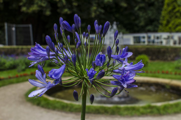 park kwiaty  © wedrownik52