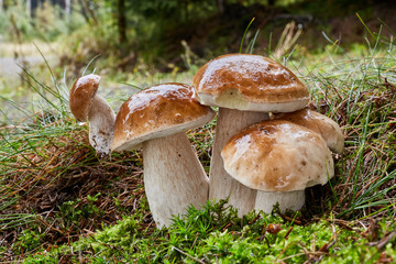 Boletus edulis. Fungus in the natural environment.