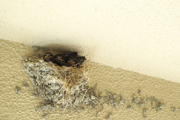 ツバメのこどもたち - Little swallows in the nest