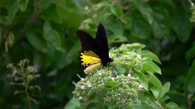 Common Birdwing Butterfly (Troides helena) Collecting Nectar from Flowers