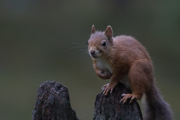 red squirrel, Sciurus vulgaris, posing on an old stump in a pine forest cairngorms NP, scotland, august.