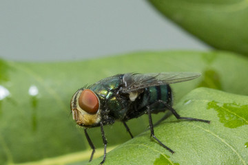 fly on the leaf