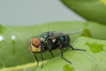 fly on the leaf