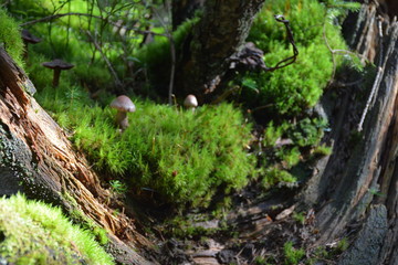 Small and beautiful mushrooms in the forest in the Carpathians. 