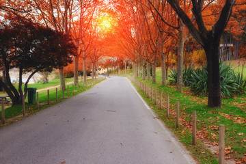 beautiful colorful autumn park in sunny day
