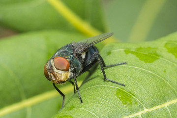 fly on the leaf