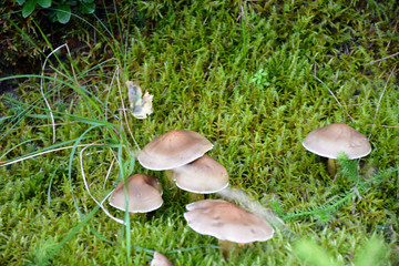 Fototapeta premium Small and beautiful mushrooms in the forest in the Carpathians. 