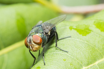 fly on the leaf