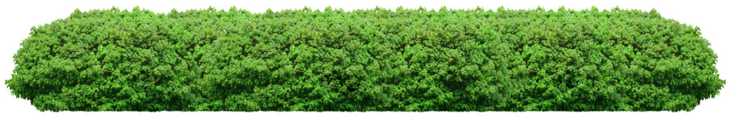Fresh green bush isolated on white background