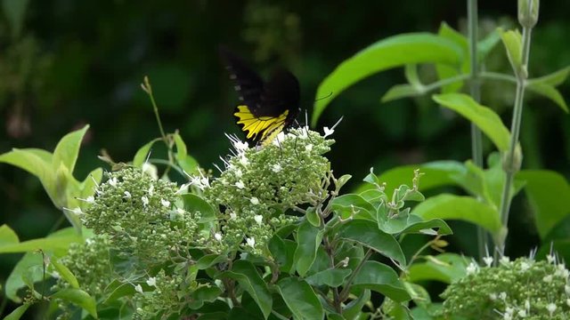 Common Birdwing Butterfly (Troides helena) Collecting Nectar from Flowers