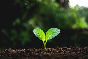 plant tree in neutral background Close-Up Of Fresh Green Plant