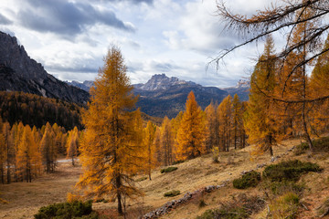 Fototapeta na wymiar The colors of autumn in a fir forest, Val di Funes. Bolzano, South Tyrol, Dolomites, Italy.